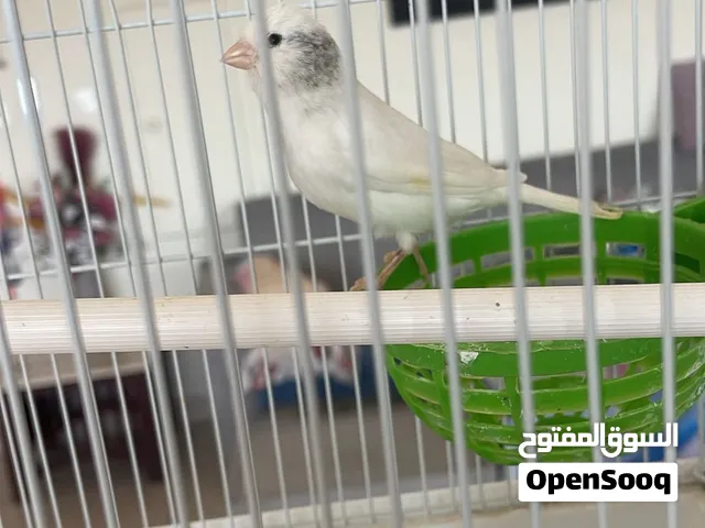 كناري أنثى صحة جيدة