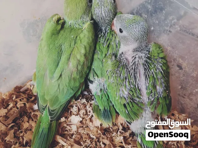 فرخ دره هندي
