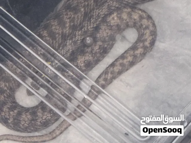 False water cobra