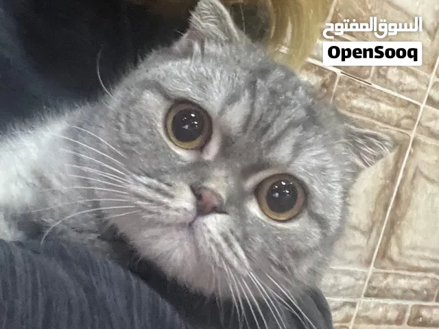 قطه انثى سكوتش فولد تابي منتجه