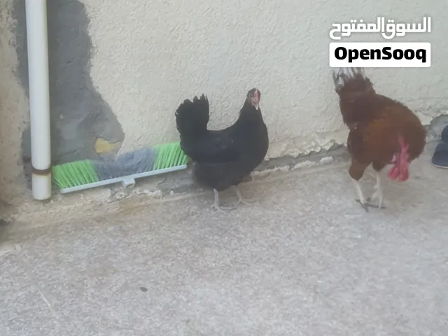 السلام عليكم دجاج عرب للبيع شلع السعر 30 الف قفل ما بيهة مجال اخوان فقط الشراي يراسلني شوف الوصف مهم