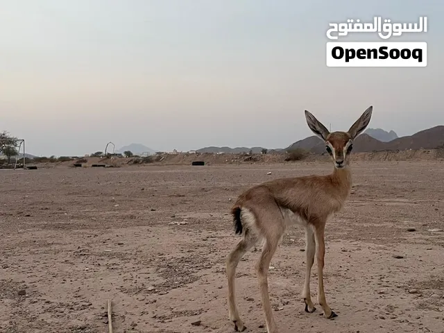 انثى الدماني 11 ايام