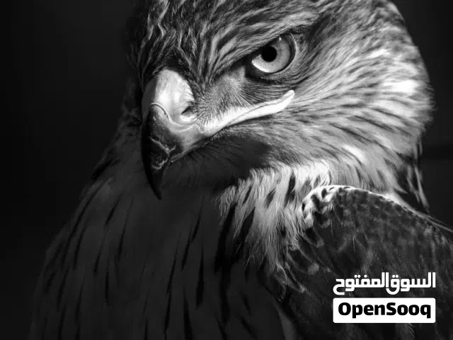 ديكور فاخر يبدأ بلوحة فنية