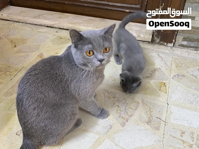 قطة سكوتش مع اولادها