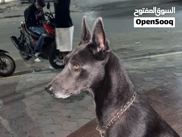 كلب مالينوا للبيع