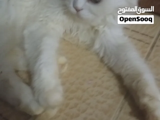 شيرازي كيوت للبيع