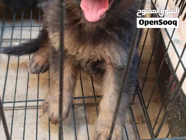 جراوي جيرمن شيبرد بيور لونج هير مستوى عالي عمر 40 يوم