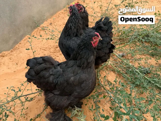 دجاج براهما