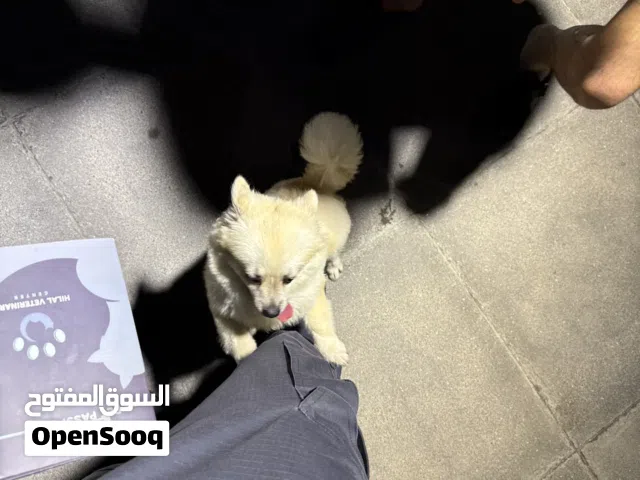 كلبه أنثى العمر ستة شهور مدربه على الجلوس والوقوف النوع بمرينين كذالك تمشي وراك بدون حبل وماتعض أليف