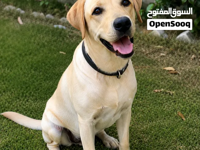 Labrador Retriever