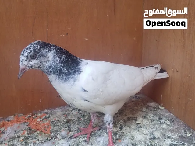 تور البيع تك عاى اربعه