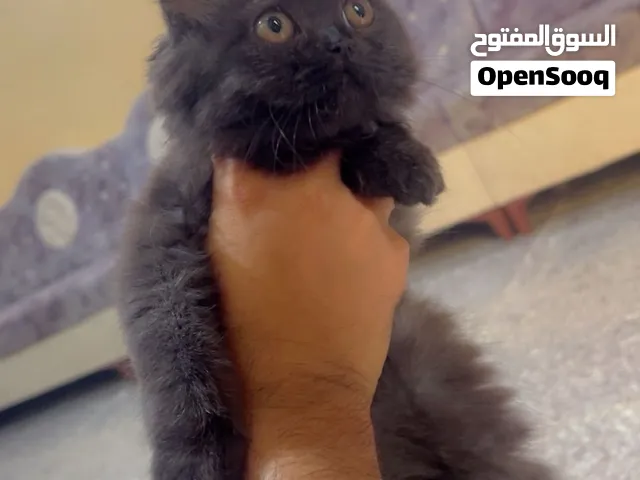 قطه شيرازي