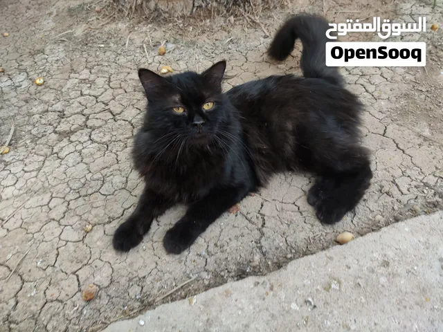 بزون اسود فرو للتبني