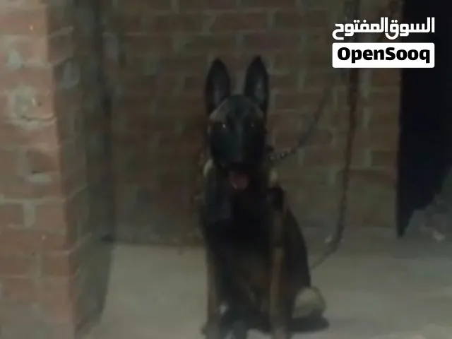 مالينو شاربوني للبيع