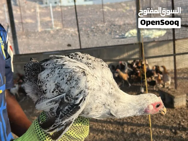 دجاج عماني للبيع بريال واحد فقط!