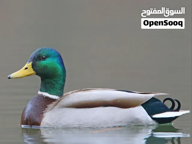 Mallard Duck available good and healthy  location Dubai al aweer 2