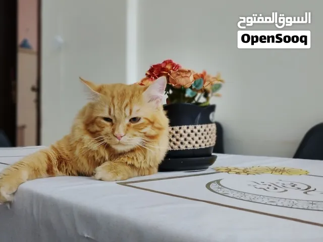 قطط للتبني منطقة البريمي