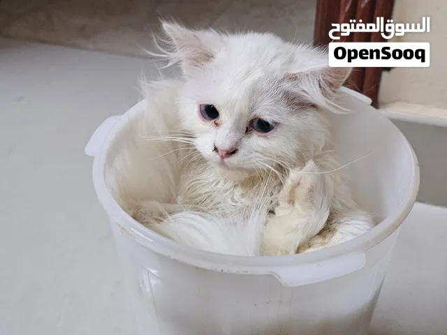 قطة شيرازي للبيع