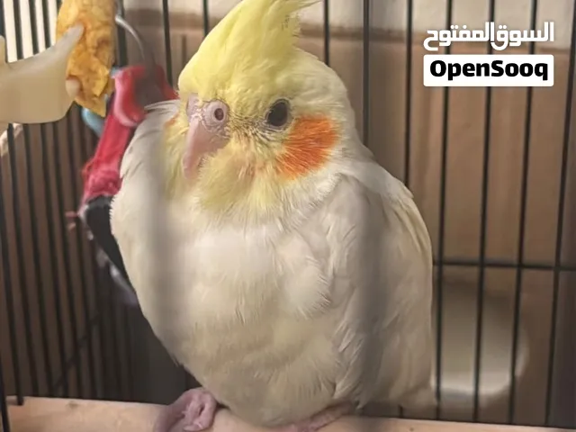 طير كوكتيل