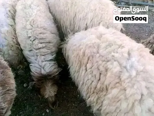 حلال بلدي عقائق نذر مناسبات فدوى جميع الأوزان العرض لفترة محدودة بالصلاة على النبي