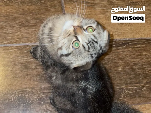 ذكر سكوتش عمر 3 اشهر وذكر شانيلا