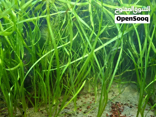 vallisneria for sale