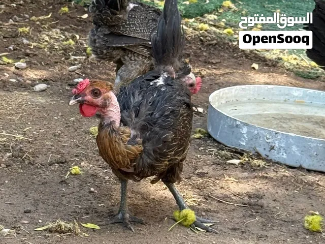 دجاج ابو ركيبة