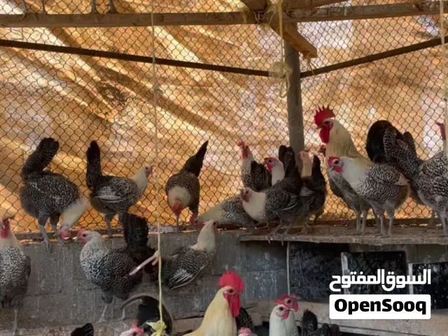 للبيع صيصان الدجاج الفيومي(تواصل وتساب فقط) فقط وتساب