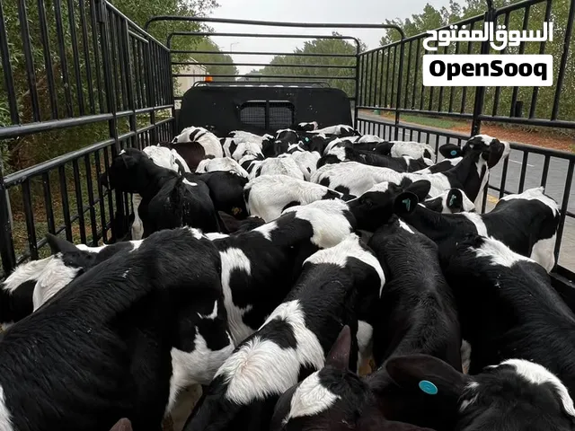 عجول هولنديه يشربن حليب