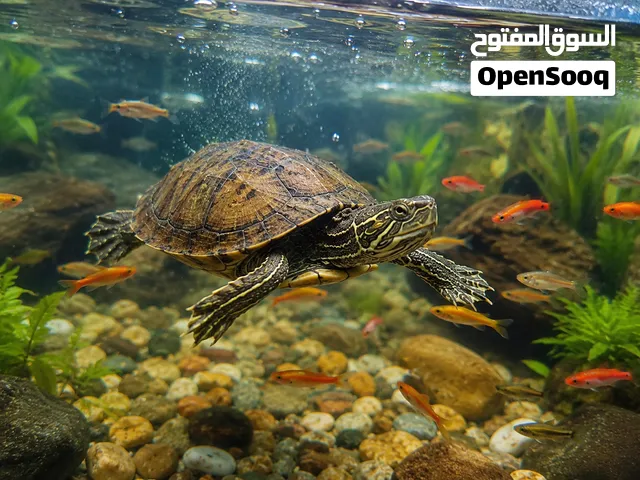 سلاحف برمائيه  حجم صغير و جوز وسط  و جوز ضخم منتج بياض  يعيش بالبر و الماء او باحواض السمك يسبح بشكل
