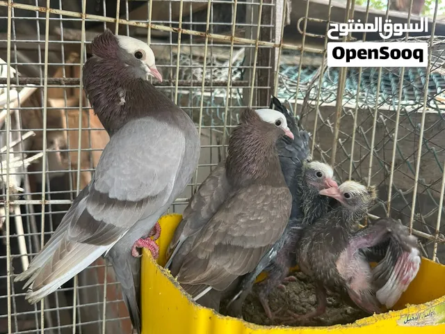 للبيع زوج صومالي مع فروخه ب6 ريال سعر ثابت