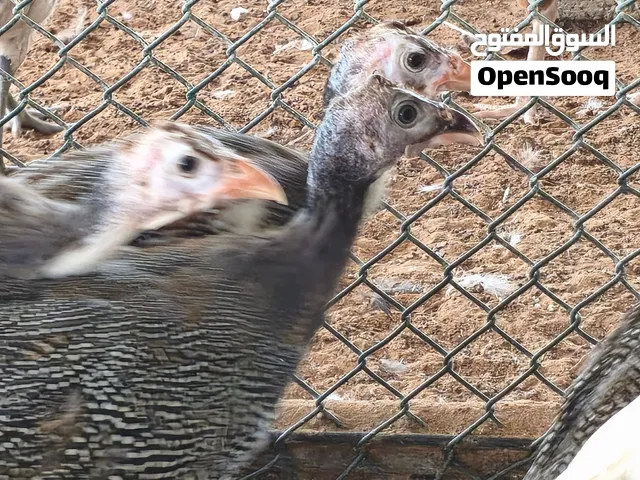 دجاج خيبر ممتاز للبيع – مزارع العين السعر: 20 الحبه  الموقع العين عزب المراغ قريب بوادي مول.