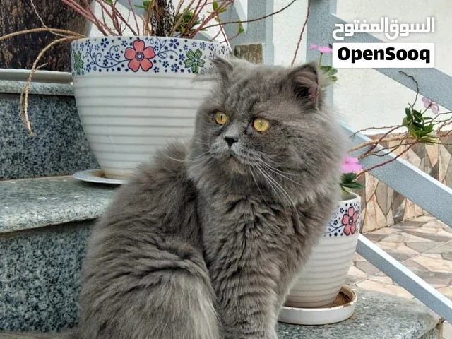قط ذكر عمره تقريبا 3 سنوات