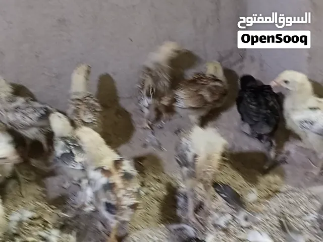 افراغ كريمي كحالي الزوج 7