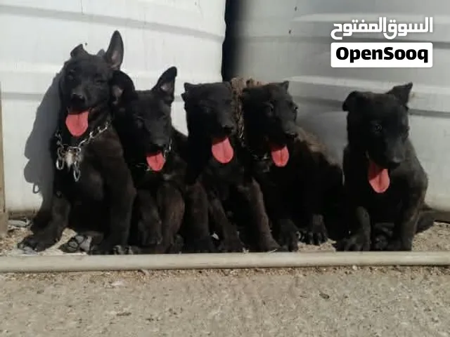 افخم جراء مالينوا فك التمساح