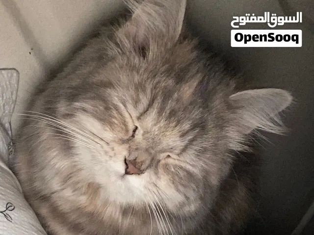 قطه للبيع شيرازي