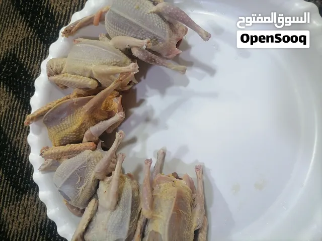 زغاليل حمام