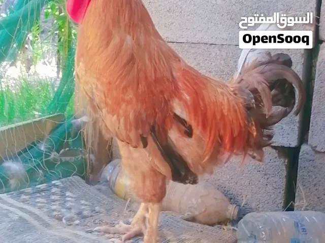 ديك و ديايه للبيع اصحه ممتازه عليهن وزن  اقرا الوصف