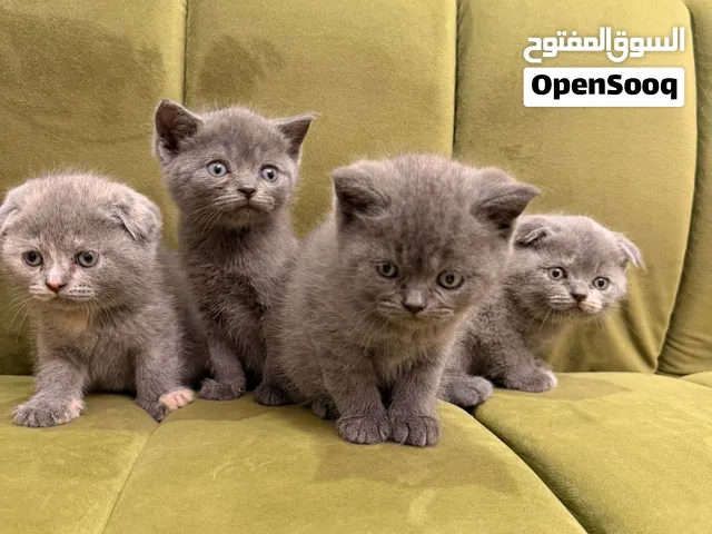 Scottish Fold Shorthair Kittens