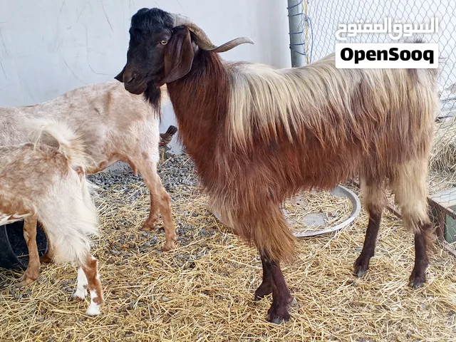 فحل بكستاني