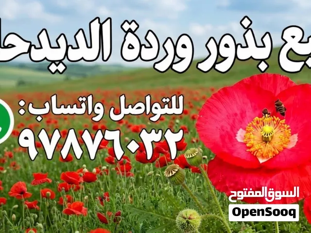 ورد الديدحان وورد الزينيا