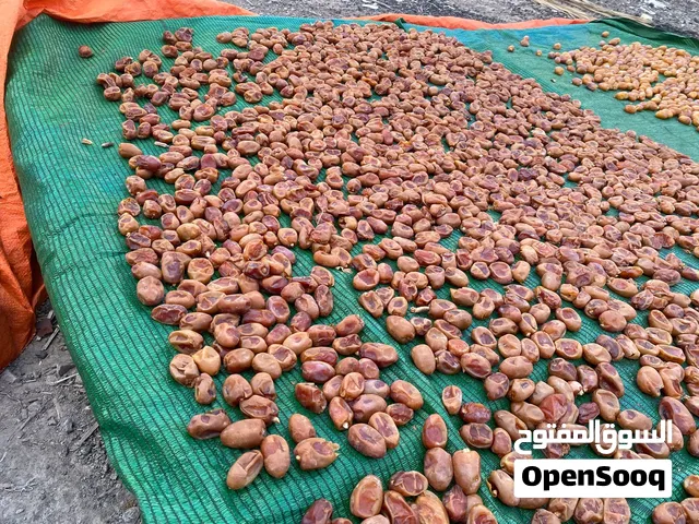 تمر خلاص انتاج السنه