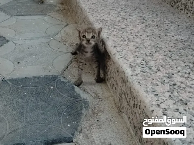 3 قطط صغيره للتبني