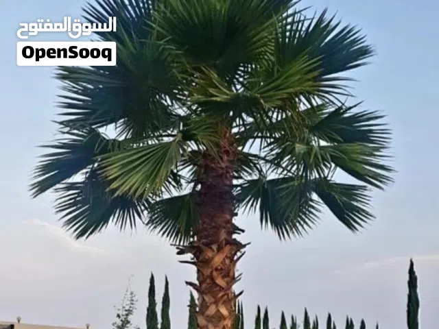 نخل واشنطني زينه للبيع