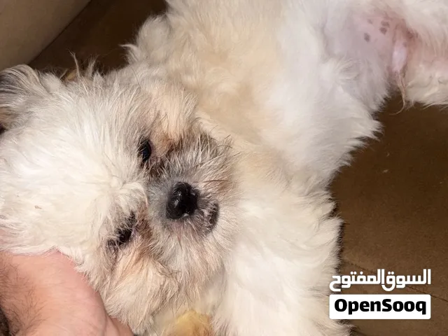 Dog adoption