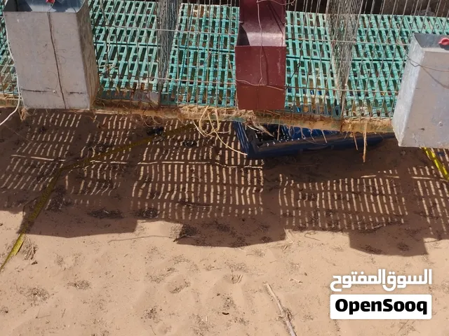 اقفاص للبيع