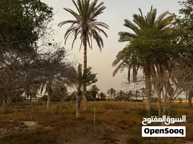 فرصة استثمارية نادرة أرض زراعية على الشارع العام مباشرة