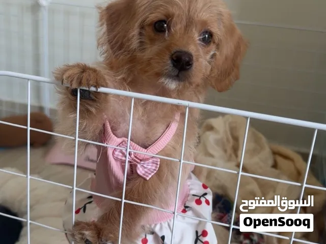 براوني – Maltipoo السعر 4700