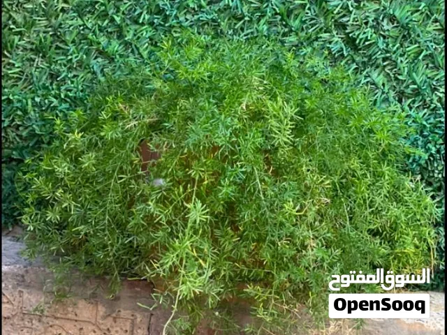 نبتات ممتازه