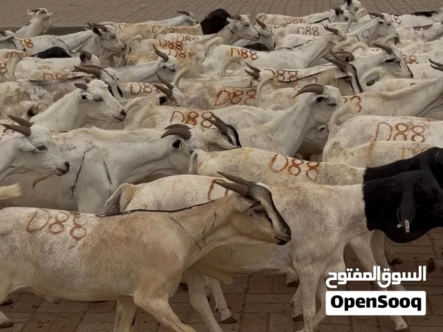 شركة التاج الدهبي.  Welcome compnay taj dahabi
